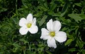 psenice horsk Blizzard - Arenaria montana Blizzard