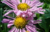 hvzdnice alpsk Happy End - Aster alpinus Happy End