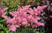 echrava zahradn Showstar - Astilbe arendsii Showstar