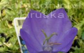 zvonek karpatsk Deep Blue Clips - Campanula carpatica Deep Blue Clips