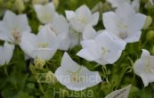 zvonek karpatsk White Clips - Campanula carpatica White Clips