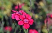 hvozdk kropenat Leuchtfunk - Dianthus deltoides Leuchtfunk