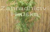 zerav obrovsk Zebrina - Thuja plicata Zebrina