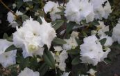 pnink obten April Snow - Rhododendron impeditum April Snow