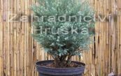 cypiek Lawsonv Blue Surprise - Chamaecyparis lawsoniana Blue Surprise