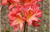 Pnink azalka - Knap Hill Fireball - Rhododendron - Azalea - Knap Hill Fireball