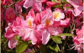 Pnink azalka - Knap Hill Cecile - Rhododendron - Azalea - Knap Hill Cecile