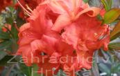 Pnink azalka - Knap Hill Fireball - Rhododendron - Azalea - Knap Hill Fireball