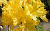 Pnink azalka - Knap Hill Golden Lights - Rhododendron - Azalea - Knap Hill Golden Lights