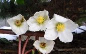 emeice ern - Helleborus niger