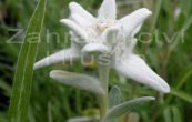 plesnivec alpsk Edelweiss - Leontopodium alpinum Edelweiss