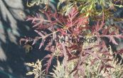 javor dlanitolist Dissectum - Acer palmatum Dissectum