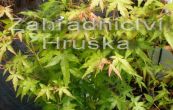 javor dlanitolist Katsura - Acer palmatum Katsura