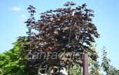 javor ml Crimson Sentry - Acer platanoides Crimson Sentry