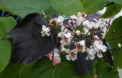 katalpa ken Purpurea - Catalpa bignonioides  ovata Purpurea