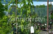 buk lesn Pendula - Fagus sylvatica Pendula