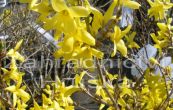 zlatice Kumson - Forsythia viridissima var. koreana Kumson