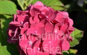 hortenzie velkolist - Hydrangea macrophylla