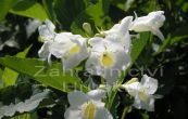 weigelie rov Candida - Weigela florida Candida