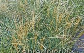 ozdobnice nsk Adagio - Miscanthus sinensis Adagio