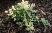 pieris japonsk Sarabande - Pieris japonica Sarabande