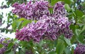 ek obecn Sensation - Syringa vulgaris Sensation