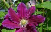 plamnek Hania - Clematis Hania