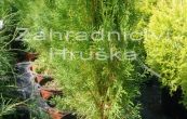 zeravec vchodn - Thuja orientalis