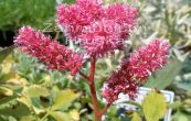 echrava nsk Pumila - Astilbe chinensis Pumila