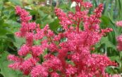 echrava Kln - Astilbe japonica Kln