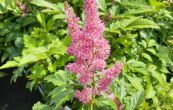 echrava Mainz - Astilbe japonica Mainz