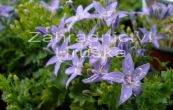 zvonek - Campanula garganica