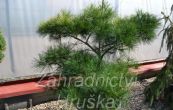 borovice hustokvt Pygmaea - Pinus densiflora Pygmaea