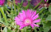 kosmatec - Delosperma cooperi