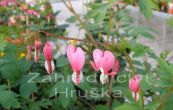 srdcovka ndhern Rosea - Dicentra spectabilis Rosea