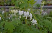 srdcovka ndhern Alba - Dicentra spectabilis Alba