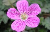 pumpava Bishop's Form - Erodium variabile Bishop's Form