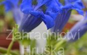 hoec bezlodyn - Gentiana acaulis