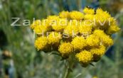 smil Icicles - Helichrysum stoechas Icicles