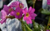 prvosenka rov Grandiflora - Primula rosea Grandiflora