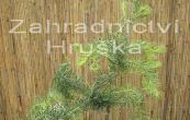 modn japonsk Diana (na kmnku) - Larix kaempferi Diana (na kmnku)