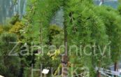 modn japonsk Stiff Weeping (na kmnku) - Larix kaempferi Stiff Weeping (na kmnku)