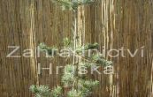 borovice drobnokvt Neglesii - Pinus parviflora Neglesii