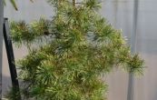 borovice lesn Aurea - Pinus sylvestris Aurea