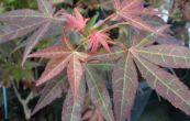 javor dlanitolist Atropurpureum - Acer palmatum Atropurpureum