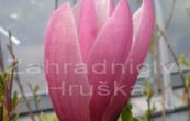 cholan Soulangev Rustica Rubra - Magnolia  soulangeana Rustica Rubra