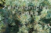 borovice lesn Watererii - Pinus sylvestris Watererii