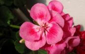 pelargonie pskat - Pelargonium zonale