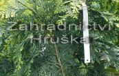 cypiek Lawsonv Alumigold - Chamaecyparis lawsoniana Alumigold