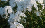 plamenka latnat White - Phlox paniculata White